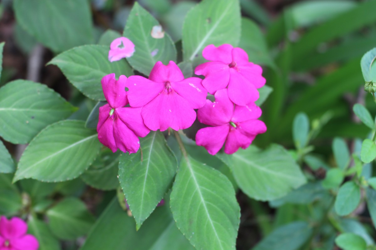 Impatiens walleriana Hook.f.